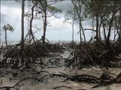 Drying mangroves fight for survival along much of Brazil's coast.: by lyd018, Views[610]