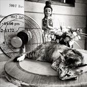 Cat Nap: by lynsarah, Views[231]