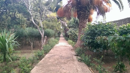 Garden at Chellah
