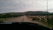 Sheep do thinks we're attacking his flock: by macedonboy, Views[256]