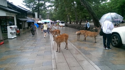 Todaiji Temple - The way to Todaiji Temple and full of deer. It's in a deer park after all.
