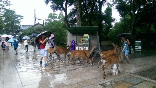 Todaiji Temple - Shp for idiots to buy food for the deer