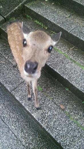 Nara Park - Fawn thinks I have food
