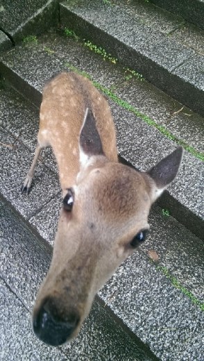 Nara Park - Fawn thinks I have food