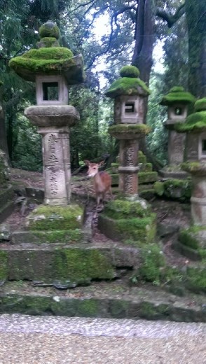 Nara Park - Some random fawn