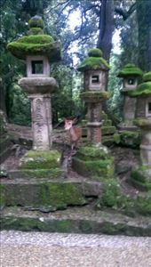 Nara Park - Some random fawn: by macedonboy, Views[229]