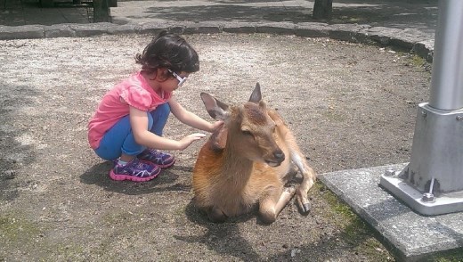 Child playing with one of the many wild deer on Miyajima Island.