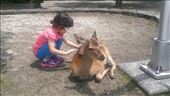 Child playing with one of the many wild deer on Miyajima Island.: by macedonboy, Views[265]