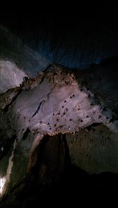 Bats: by macedonboy, Views[279]