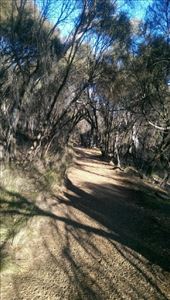 Tracks down Mt. Ainslie towards Australian War Memorial: by macedonboy, Views[298]