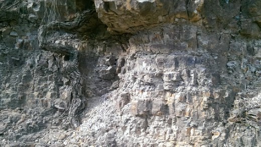 Something interesting on the trail to Scenic World