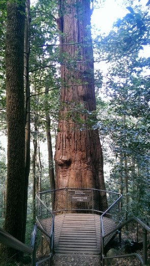 Turpentine Tree at Federal Pass - Cooks Crossing