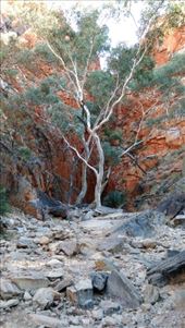 Scene at Standley Chasm: by macedonboy, Views[105]
