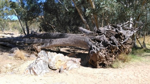Fallen tree at Ellery Creek Big Hole