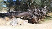 Fallen tree at Ellery Creek Big Hole: by macedonboy, Views[128]