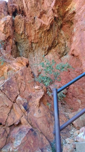 Interesting wall on walk up to Ormiston Gorge lookout