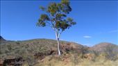 Lonely tree at Ormiston Gorge lookout: by macedonboy, Views[114]