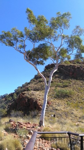 Tree again at Ormiston Gorge