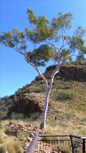 Tree again at Ormiston Gorge: by macedonboy, Views[138]