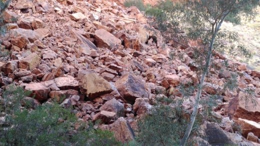 Rock Wallabies at Simpsons Gap