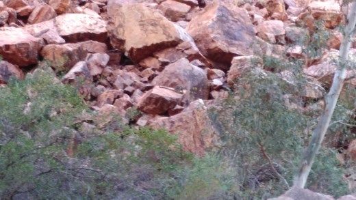 Rock Wallabies at Simpsons Gap