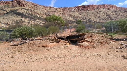 Dingo enclosure at Desert Park