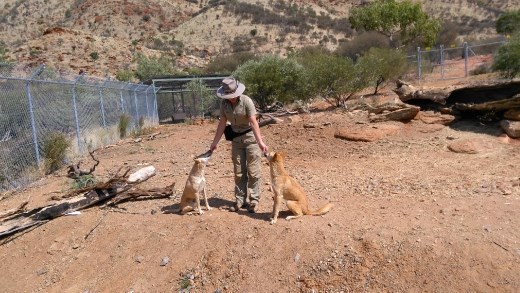 Dingo enclosure at Desert Park