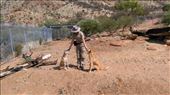 Dingo enclosure at Desert Park: by macedonboy, Views[261]