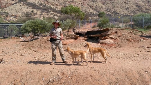 Dingo enclosure at Desert Park