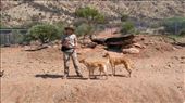 Dingo enclosure at Desert Park: by macedonboy, Views[179]