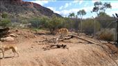 Dingo enclosure at Desert Park: by macedonboy, Views[255]
