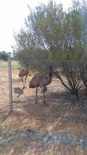 Emus at Desert Park