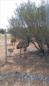 Emus at Desert Park: by macedonboy, Views[174]