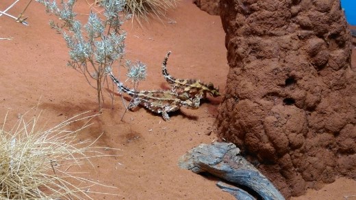 Thorny Dragons at Desert Park