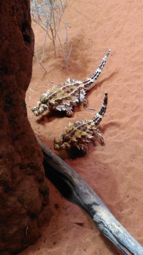 Thorny Dragons at Desert Park
