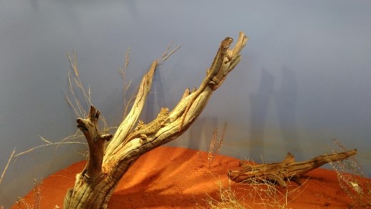 Central Netted Dragon