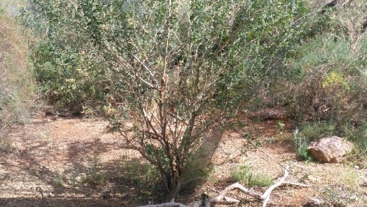 Crimson Chats at Desert Park