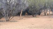 Male Red Kangaroo at Desert Park: by macedonboy, Views[176]