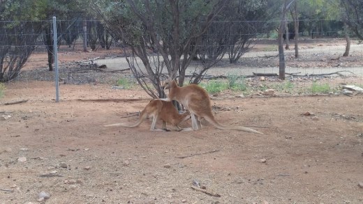 Joey feeding at Desert Park