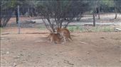 Joey feeding at Desert Park: by macedonboy, Views[240]