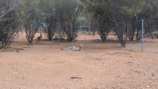 Female Red Kangaroo lazing about