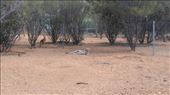 Female Red Kangaroo lazing about: by macedonboy, Views[204]