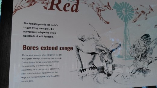 Description of Red Kangaroos