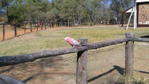 Galahs at the Telegraph Station