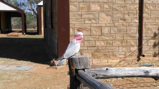 Galahs at the Telegraph Station