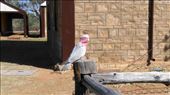 Galahs at the Telegraph Station: by macedonboy, Views[208]