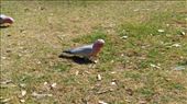 Galahs at the Telegraph Station: by macedonboy, Views[189]