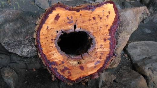 Random tree stump at Anbangbang