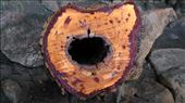 Random tree stump at Anbangbang: by macedonboy, Views[207]