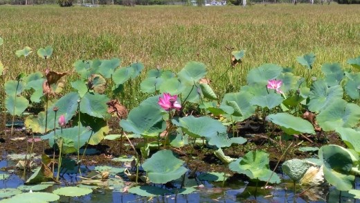 Lotus in Yellow River Cruise